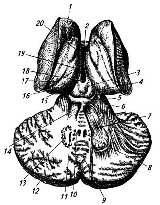 Brainul intermediar