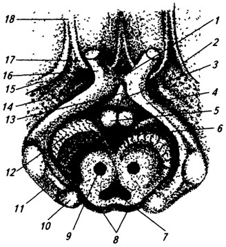 Brainul intermediar