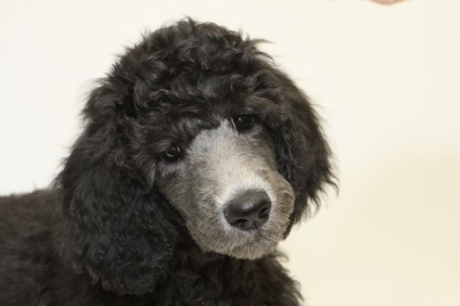 Poodle fajta leírás, karaktertartalom, egészség és gondozás, fotó