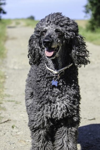 Poodle fajta leírás, karaktertartalom, egészség és gondozás, fotó