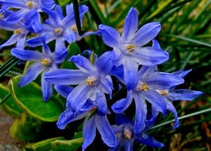 Pushkin - plantarea și îngrijirea primei flori de primăvară (sfaturi pentru fotografii și video)