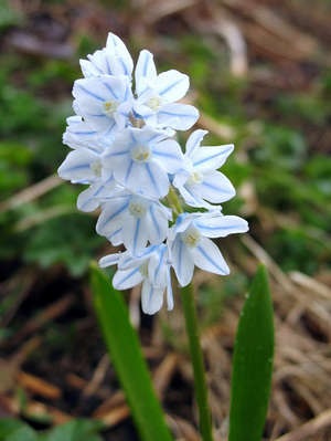 Pushkin - plantarea și îngrijirea primei flori de primăvară (sfaturi pentru fotografii și video)