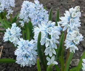 Pușkinia - o floare de primăvară devreme ... ~ cumpărarea, plantarea și îngrijirea plantelor