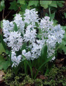 Pushkinia - kora tavaszi virág ... ~ növények vásárlása, ültetése és gondozása