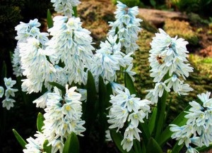 Pushkinia - kora tavaszi virág ... ~ növények vásárlása, ültetése és gondozása