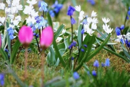 Pushkinia - specie, plantare, îngrijire flori, zi de reședință de vară