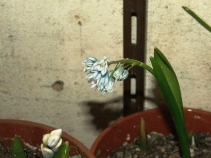 Pushkinia - specie, plantare, îngrijire flori, zi de reședință de vară