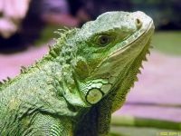 Călătorește cu o iguană verde, în care să transporte o pungă iguana de cuști pentru câini de pisică sau carton