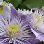 Înmulțirea Clematis prin straturi orizontale