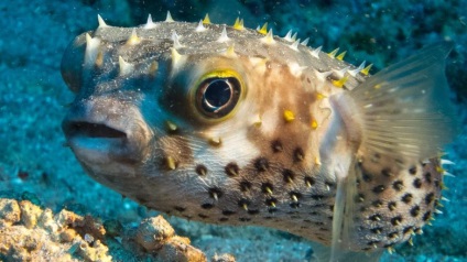 Fish fugu - un medicament pentru delfini