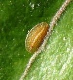 Pletyka adianthoid (rumohra adianthiformis) (pletyka) Pletykák adianthoid (rumohra adianthiformis)
