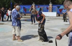 Rezidenții Ryazan au vizitat o expoziție de câini mongrel în tspokyo