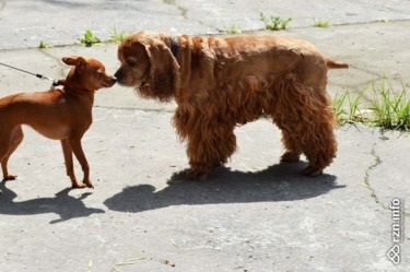 Rezidenții Ryazan au vizitat o expoziție de câini mongrel în tspokyo