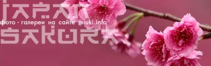 Sakura, miuki mikado • Japonia virtuală