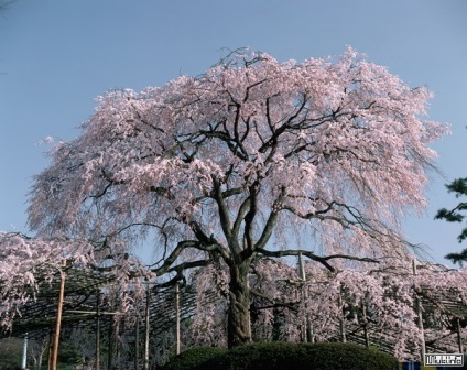 Sakura, miuki mikado • Japonia virtuală