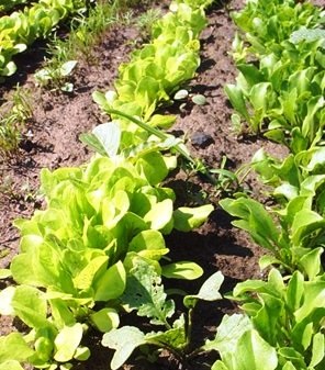 Salata pe pat (blog despre plantele Ladyga)