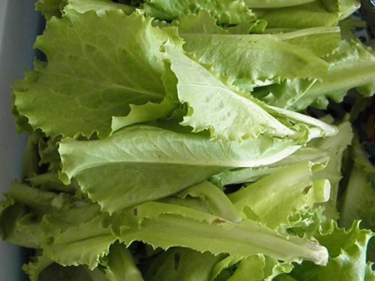 Saláta az ágyon (blog a Ladyga növényekről)