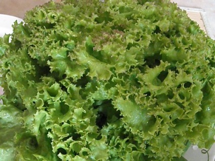Salata pe pat (blog despre plantele Ladyga)