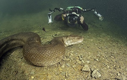 Cel mai mare șarpe este un anaconda! Site-ul pentru copii zateevo
