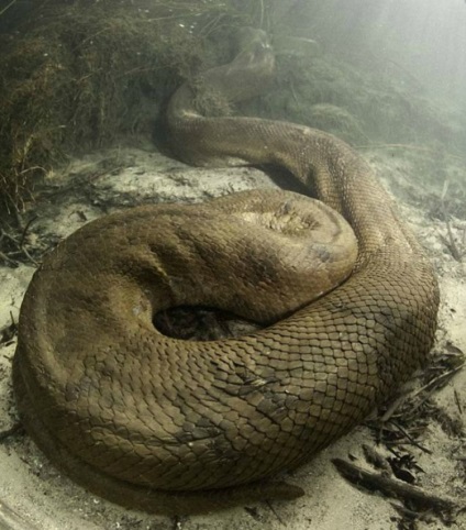 A legnagyobb kígyó anakonda! Gyermekoldalak zateevo