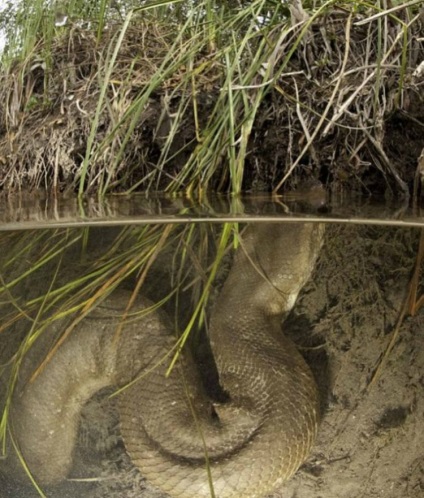 Cel mai mare șarpe este un anaconda! Site-ul pentru copii zateevo