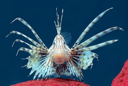 Cele mai periculoase creaturi ale recifelor de corali