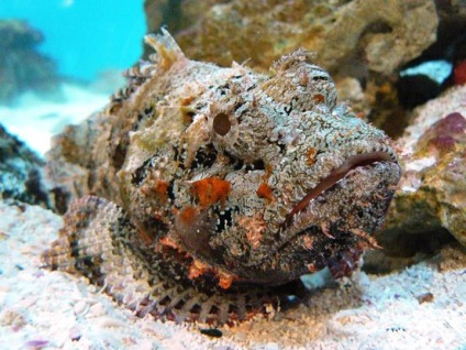 Cele mai periculoase creaturi ale recifelor de corali