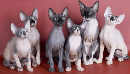 Cele mai inteligente rase de pisici, pisici si pisici