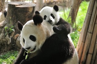 Cel mai bun din Chengdu, în jurul Chengdu, cel mai bun din Chengdu