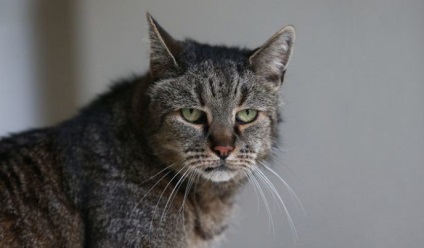 Cea mai veche pisică de pe planetă a împlinit 31 de ani