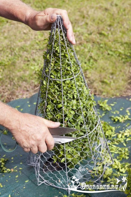 Boxwood, ültetés és gondozás az örökzöld cserje