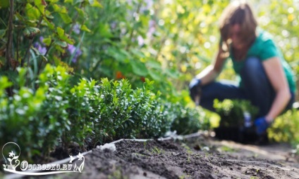 Boxwood, plantare și îngrijire pentru un arbust veșnic verde