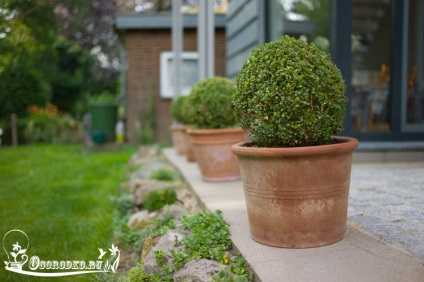 Boxwood, ültetés és gondozás az örökzöld cserje