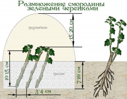 Secretele de coacăze de reproducere