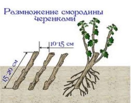 Secretele de coacăze de reproducere