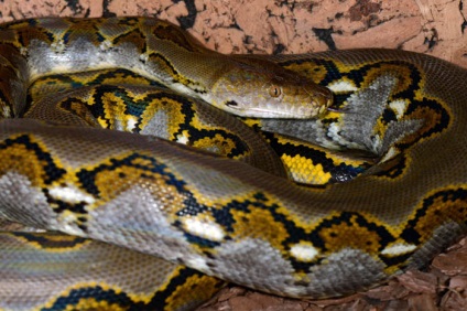 Mesh python (broghammerus reticulatus) - exolife, totul despre reptile