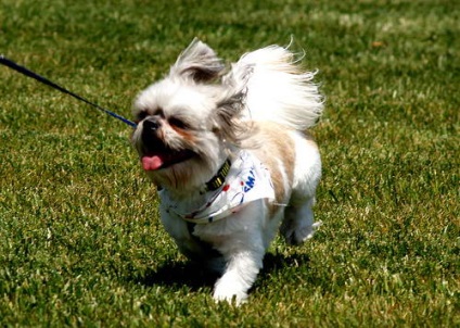 Shih Tzu - câinele de leu