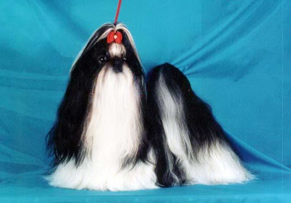 Shih Tzu - câinele de leu