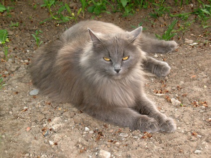 Pisica siberiana, descrierea rasei