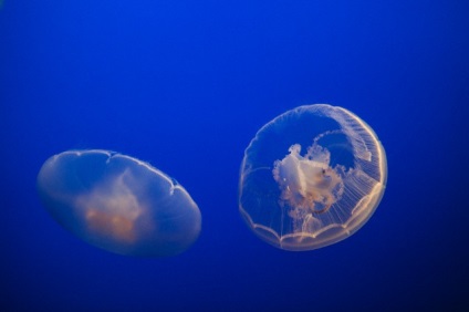 Simetria mai presus de toate ca meduzele isi restabileste corpul, stiinta si viata