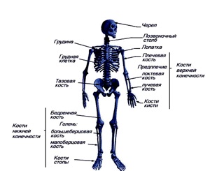 Câte oase în scheletul uman și în părțile individuale ale scheletului