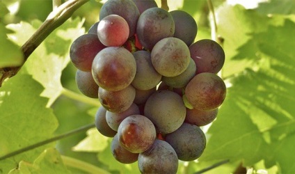 Fapte dulci despre fructe pe care nu le știai, mai proaspete - cele mai bune Runet pentru ziua!