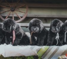 Kutya Newfoundland fajta leírása, fotó, kiskutyák árai, vélemények