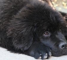 Dog Newfoundland rasa descriere, fotografie, pretul de pui, comentarii