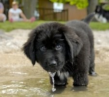 Dog Newfoundland rasa descriere, fotografie, pretul de pui, comentarii