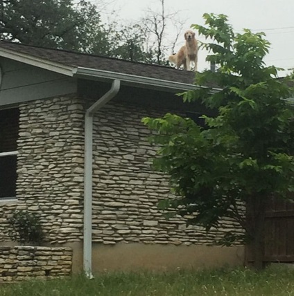 A kutya érzést vált az interneten, csak a ház tetején sétál