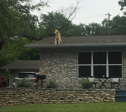 Câinele a devenit o senzație pe Internet, îi place să meargă doar pe acoperișul casei