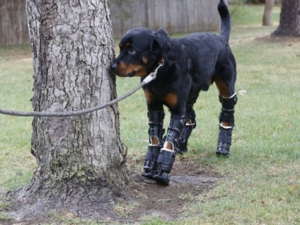 Câinele era dotat cu proteze pentru toate labele - vegană