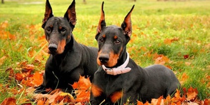 Dream Doberman álmodik arról, hogy Doberman álmodik