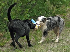 Dream visător de a scăpa un câine a visat despre ceea ce visarea de a scălda un câine într-un vis pentru a vedea, se spală labe de o carte de vis câine